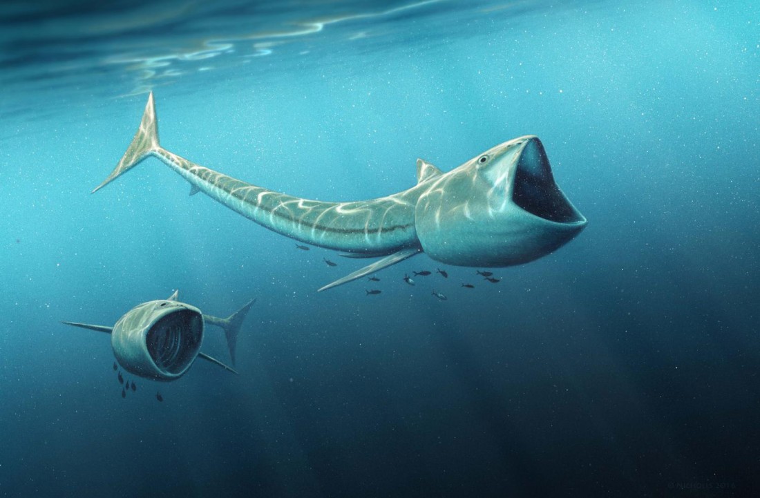 fossildiscov