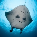 manta-ray-karl-marchant-1