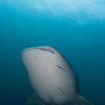 whale-shark-karl-marchant-1